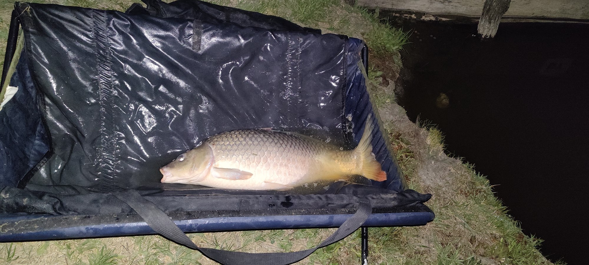 Peștii de Prut - IMG20220521022128.jpg